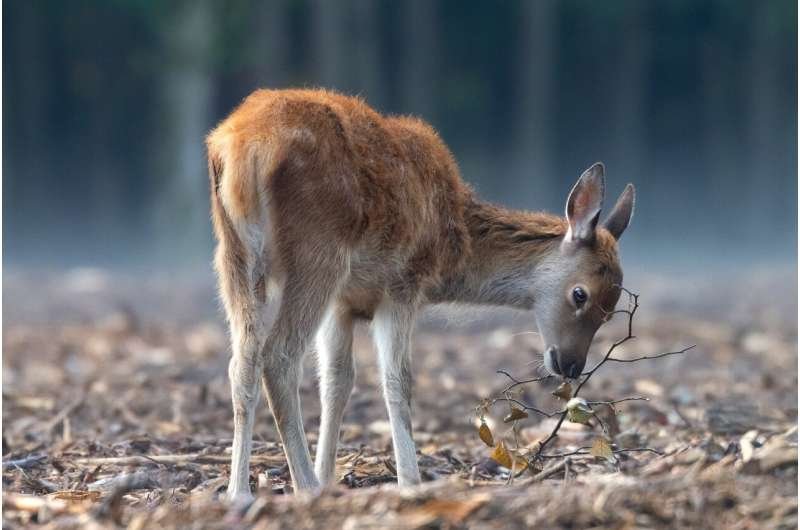 O que as sociedades animais podem nos ensinar sobre o envelhecimento 